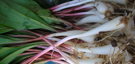 Ramps: The Cookbook