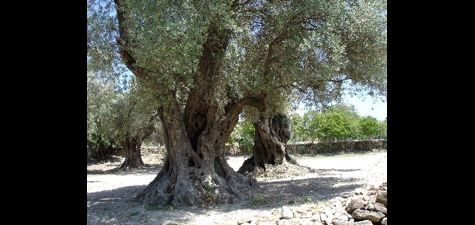 olive grove