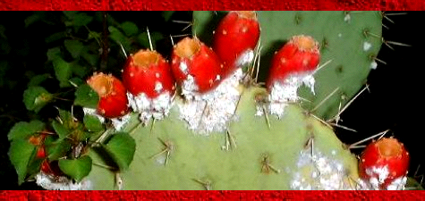 Cochineal on cactus