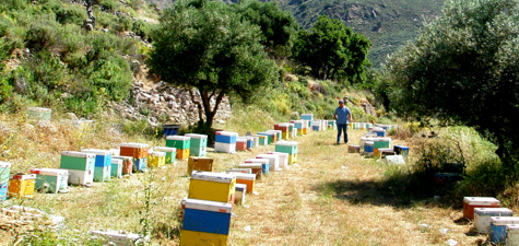 Beehives in Manolis